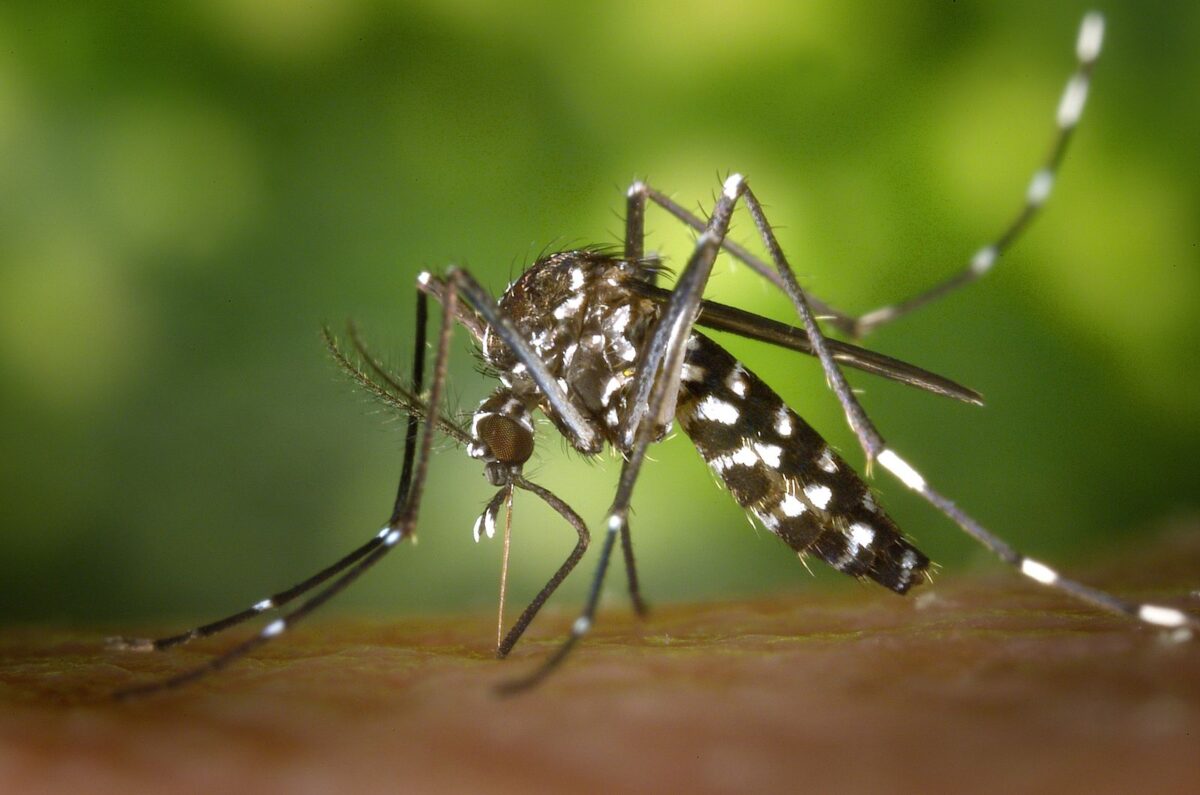 Moustique tigre Aedes albopictus, vecteur du chikungunya